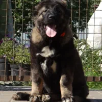 توله قفقازی های وارداتی و غول پیکر