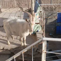 تکه سانن|حیوانات مزرعه|سرداران, |دیوار