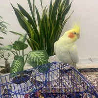 فروش عروس هلندی لوتینو دستی|پرنده|شیراز, شهرک مفتح|دیوار