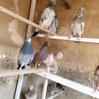 کفتر ساعت سنگین (بشرط) بصورت فروش یکجایی درخدمتم|پرنده|فردیس, سپید دشت|دیوار