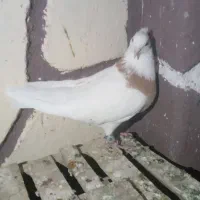 کفتر|پرنده|باسمنج, |دیوار
