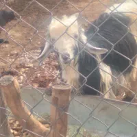 کهره تخمی|حیوانات مزرعه|شهرکرد, |دیوار