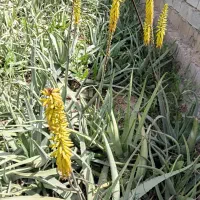 فروش آلوئه وراء