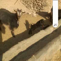 بز بزغاله دا ر