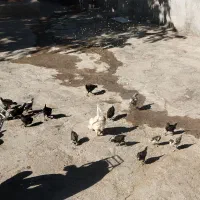 فروش جوجه محلی