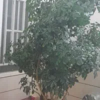 گل فروشی خانگی