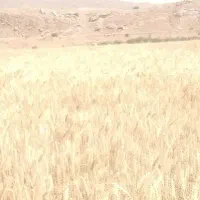 گندم و کاه دیم