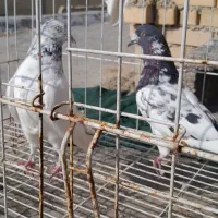 شیخ پرشی|پرنده|چمران, |دیوار