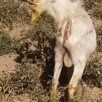 نر بز سانن|حیوانات مزرعه|مرودشت, بیست متری بیمارستان|دیوار