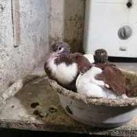 ۳جفت کبوتر|پرنده|نیشابور, گنبد سبز|دیوار