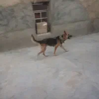 سگ ژرمن ماده