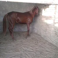 اسب
