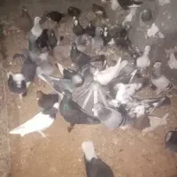 کفتر نر مناسب