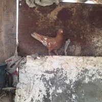 کفتر انگیلسی یه جا ۲۰ عدد