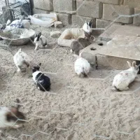 خرگوش مولد|موش و خرگوش|زاهدان, |دیوار