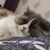 گربه ی بریتیش|گربه|رشت, گلزاران|دیوار