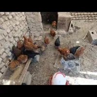 مرغ|حیوانات مزرعه|گناباد, |دیوار