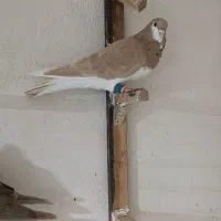 کفتر هوایی 8تا