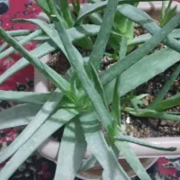 ۴ عدد گل آلوورا با ۵ تا پاجوش در یک گلدان بزرگ