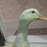 اردک|پرنده|مشهد, گلبرگ|دیوار