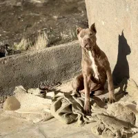 پیتبول خالص