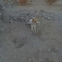 سگ ۶ ماهه قلدر|سگ|قهستان, |دیوار