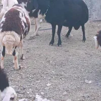 قوچ قره قزل هتروفروشی به شرط دوقلو