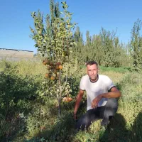 نهال فروشی|حراج|سنندج, |دیوار