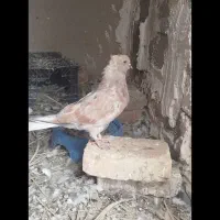 جوجه سرخ دمسفید کاکل|پرنده|سراوان, |دیوار