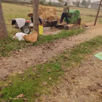 تخم جو هاشمی اصل(شلتوک ، جو)