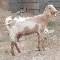 فروش سه بز شیری شش هفصد