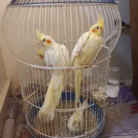 ۵ تا جوجه عروس هلندی لپ گلی