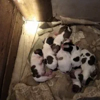 پاکوتاه|سگ|قائم‌شهر, |دیوار