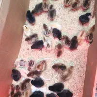 جوجه محلی پنج روزه 45تومان|حیوانات مزرعه|دهدشت, |دیوار