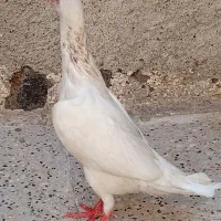 کبوتر...کفتر