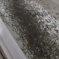 فروش بچه ماهی آکوالند یک گرمی