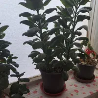 گل زیبای قاشقی