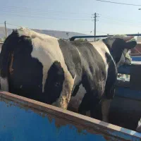 سلاخ سلاخی قصاب ذبح گوساله و گوسفند