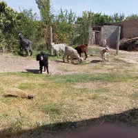 بز فروشی|حیوانات مزرعه|مرند, |دیوار
