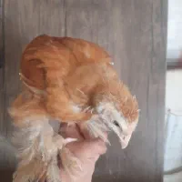 جوجه برهما بلو باف