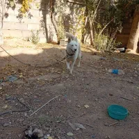 سگ هاسکی سفید بار دار|سگ|شیراز, گویم|دیوار