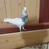 طوقی الماسی نر|پرنده|گلبهار, شهر جدید گلبهار|دیوار