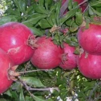 فروش انار|عمدهفروشی|شهرضا, |دیوار