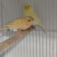 2 عدد قناری ماده  معاوضه با نر همرنگ خودشون