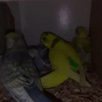 مرغ عشق با تخم