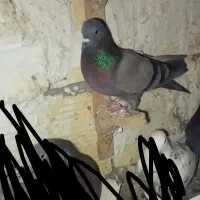 سبز وزاغ دمسفید