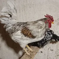 خروس گلین|حیوانات مزرعه|شهریار, کردزار|دیوار