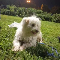 سگ نر مالتیز ۵ماهه شیطون|سگ|کهریزک, |دیوار