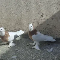 طوقی به شرط تخم و جوجه|پرنده|قم, حاج زینل|دیوار