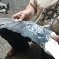 کفتر